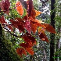 Begonia malabarica Lam.